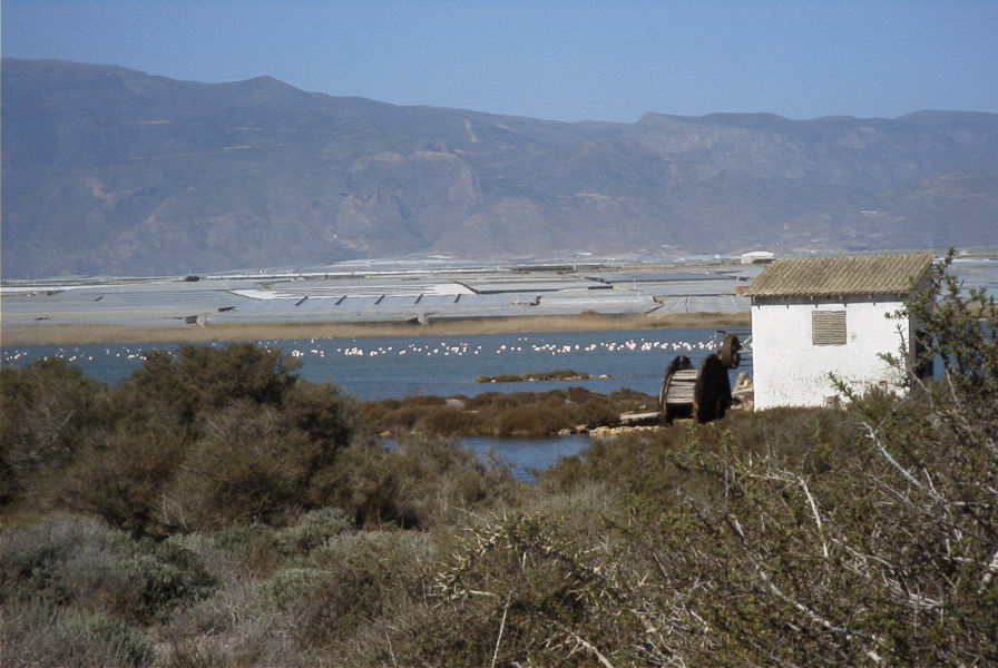 2007-02-16-050-Flamingos