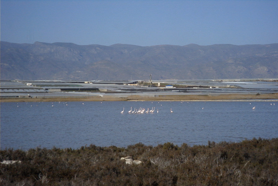 2007-02-16-051-Flamingos