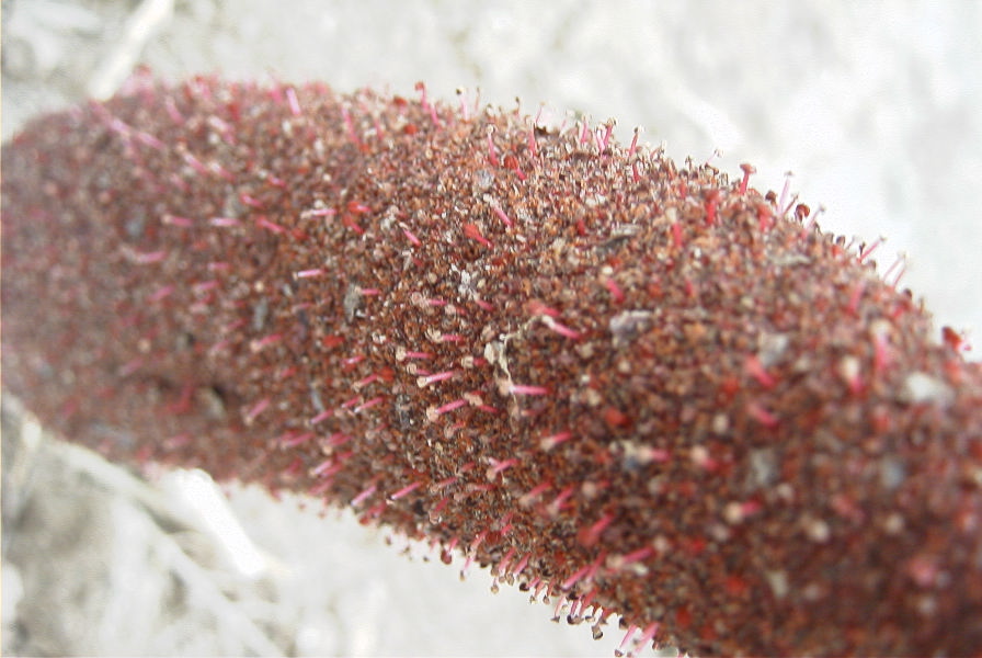 2007-04-01-017-Cynomorium-coccineum-parasitising-on-Chenopodaceae
