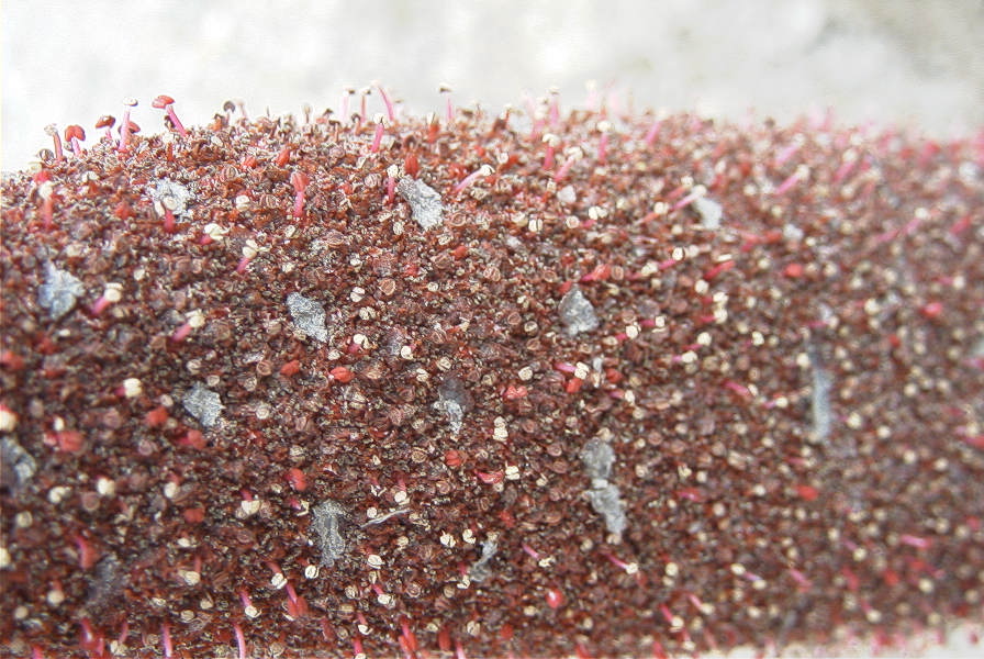 2007-04-01-018-Cynomorium-coccineum-parasitising-on-Chenopodaceae
