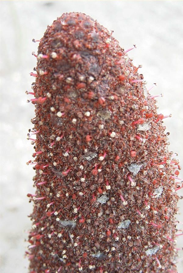 2007-04-01-019-Cynomorium-coccineum-parasitising-on-Chenopodaceae