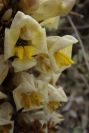 2007-04-01-022-Cistanche-phelypaea
