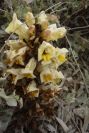 2007-04-01-024-Cistanche-phelypaea