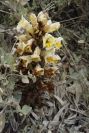 2007-04-01-025-Cistanche-phelypaea