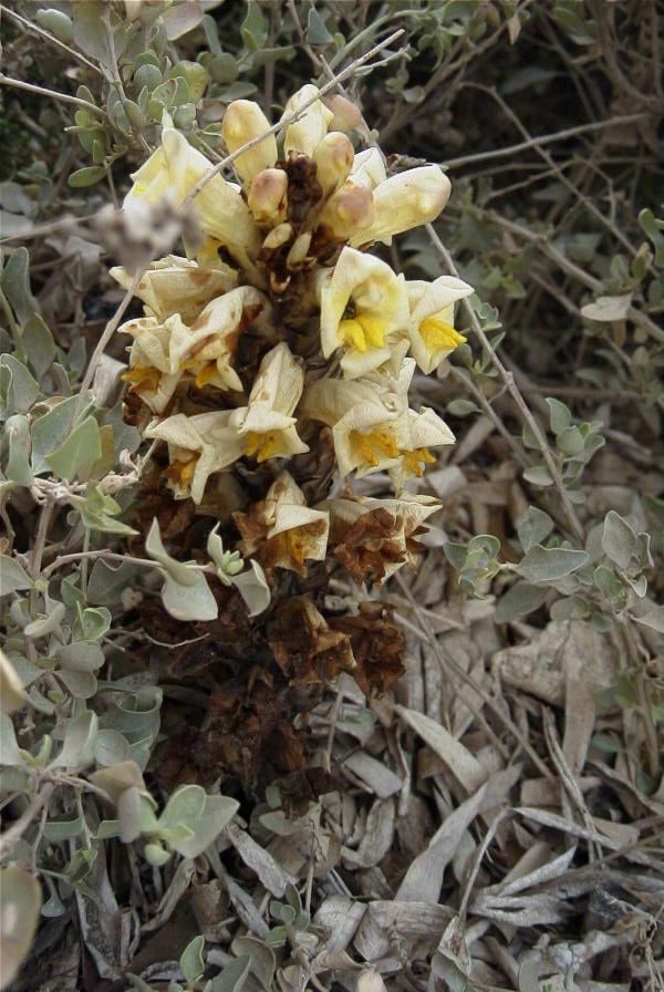 2007-04-01-025-Cistanche-phelypaea