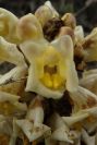 2007-04-01-026-Cistanche-phelypaea