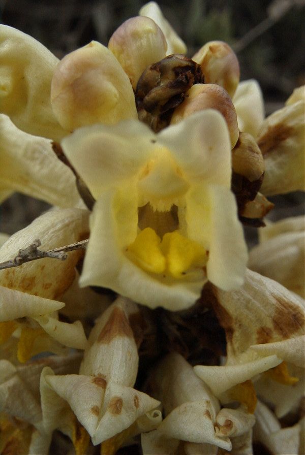 2007-04-01-026-Cistanche-phelypaea