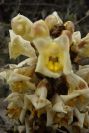 2007-04-01-027-Cistanche-phelypaea