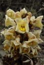 2007-04-01-028-Cistanche-phelypaea
