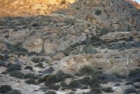 2007-04-02-004-Ibex