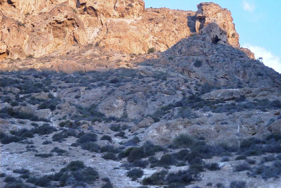 2007-04-02-005-Ibex