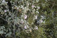 2007-04-02-006-Malva