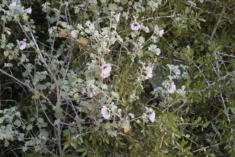 2007-04-02-006-Malva