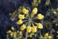 2007-04-02-007-Coronilla-juncea