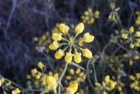 2007-04-02-008-Coronilla-juncea