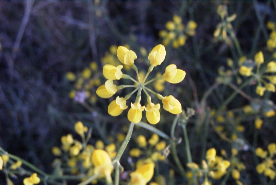 2007-04-02-008-Coronilla-juncea