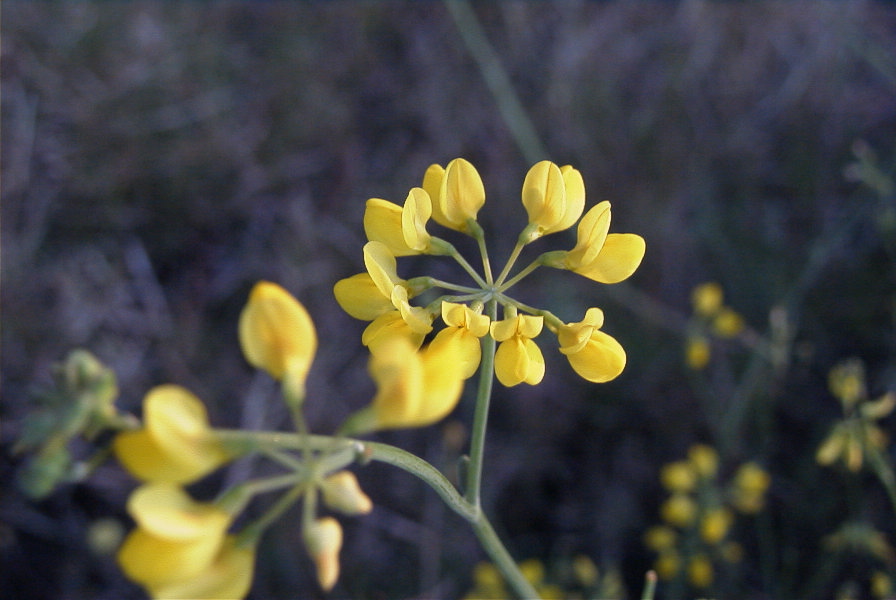 2007-04-02-009-Coronilla-juncea