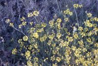 2007-04-02-010-Coronilla-juncea
