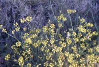 2007-04-02-011-Coronilla-juncea