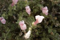 2007-04-02-012-Antirrhinum-charidemi
