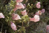 2007-04-02-013-Antirrhinum-charidemi