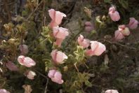2007-04-02-014-Antirrhinum-charidemi