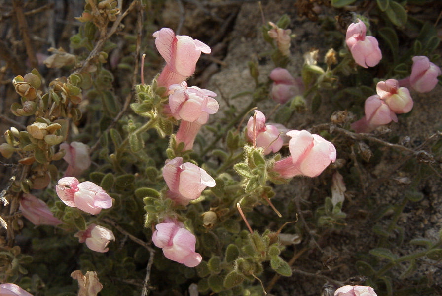 2007-04-02-014-Antirrhinum-charidemi