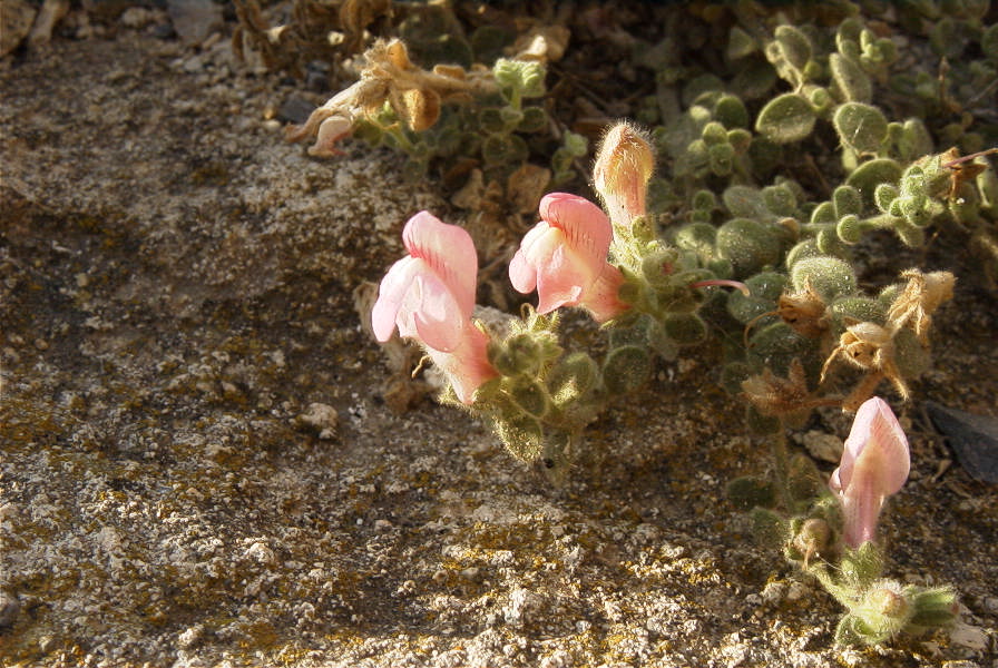 2007-04-02-015-Antirrhinum-charidemi