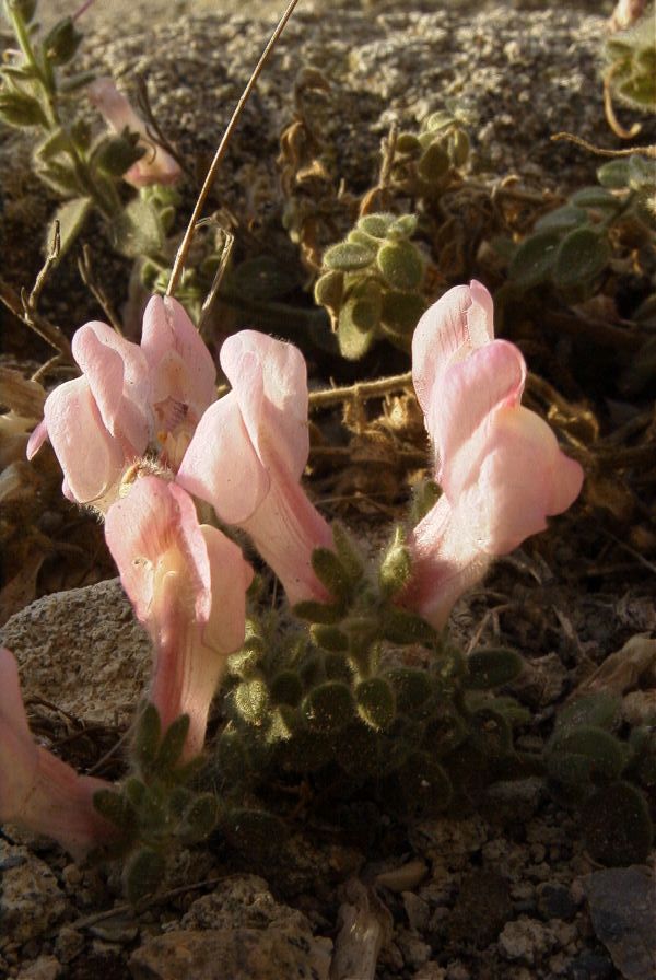 2007-04-02-016-Antirrhinum-charidemi