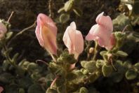 2007-04-02-017-Antirrhinum-charidemi