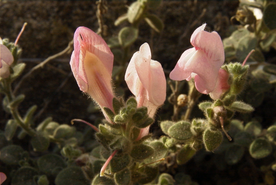 2007-04-02-017-Antirrhinum-charidemi