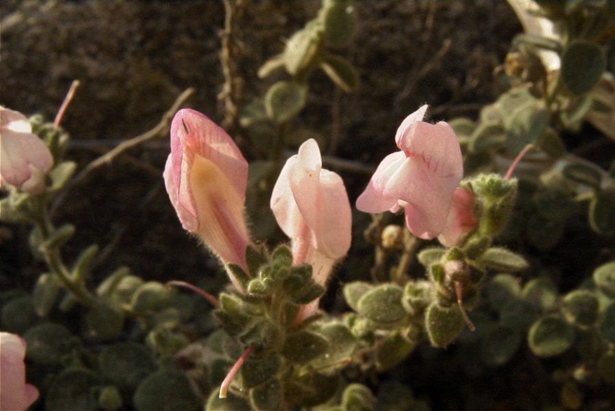 2007-04-02-018-Antirrhinum-charidemi