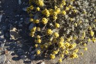 2007-04-03-008-Yellow-unknown
