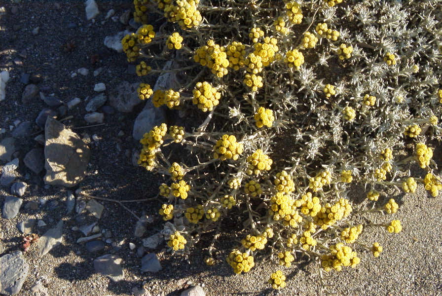 2007-04-03-008-Yellow-unknown