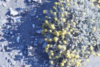 2007-04-03-009-Yellow-unknown