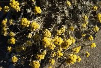 2007-04-03-010-Yellow-unknown