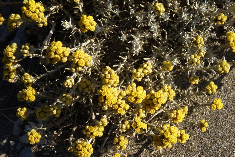 2007-04-03-010-Yellow-unknown