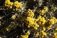 2007-04-03-011-Yellow-unknown