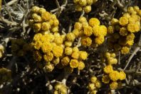 2007-04-03-012-Yellow-unknown