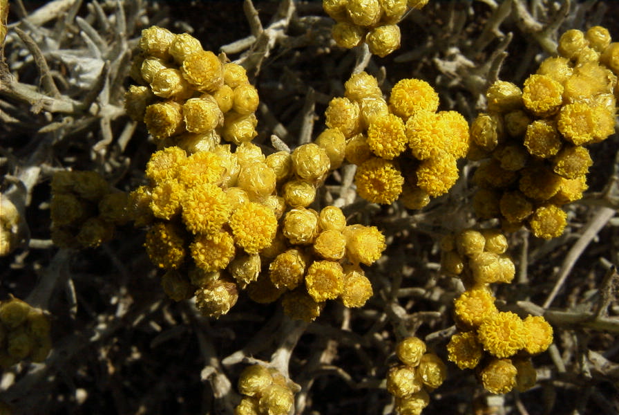2007-04-03-012-Yellow-unknown