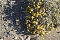 2007-04-03-013-Yellow-unknown