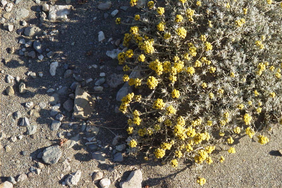 2007-04-03-013-Yellow-unknown