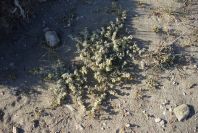 2007-04-03-015-Yellow-unknown