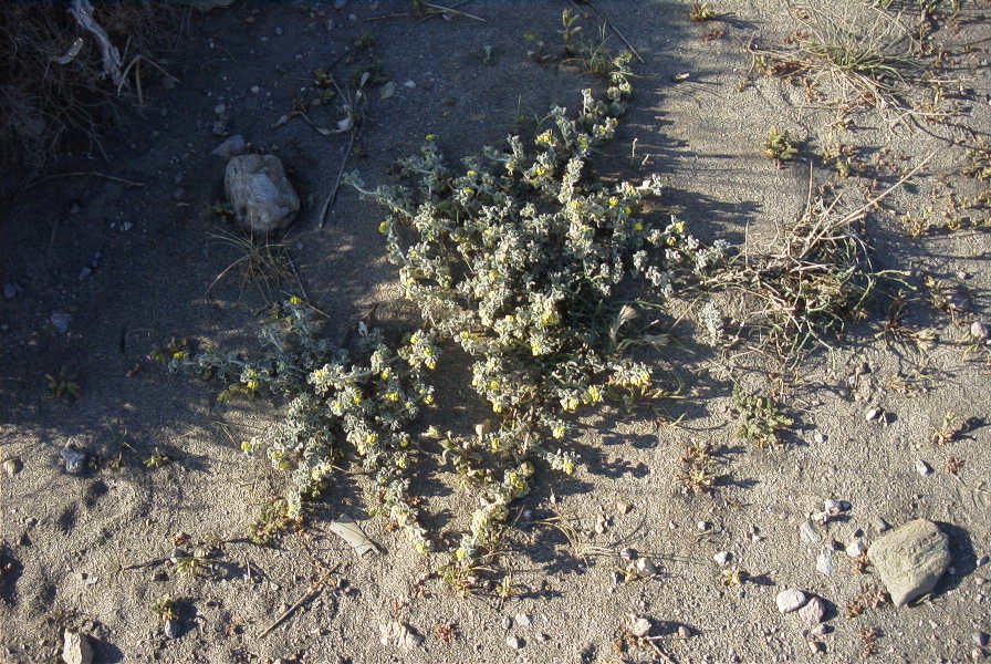 2007-04-03-015-Yellow-unknown