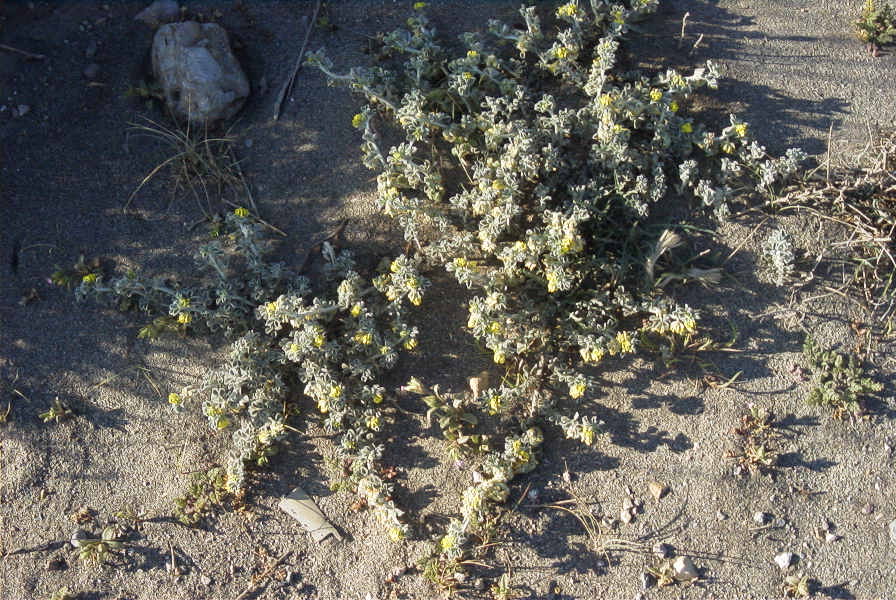 2007-04-03-016-Yellow-unknown