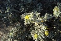 2007-04-03-017-Yellow-unknown
