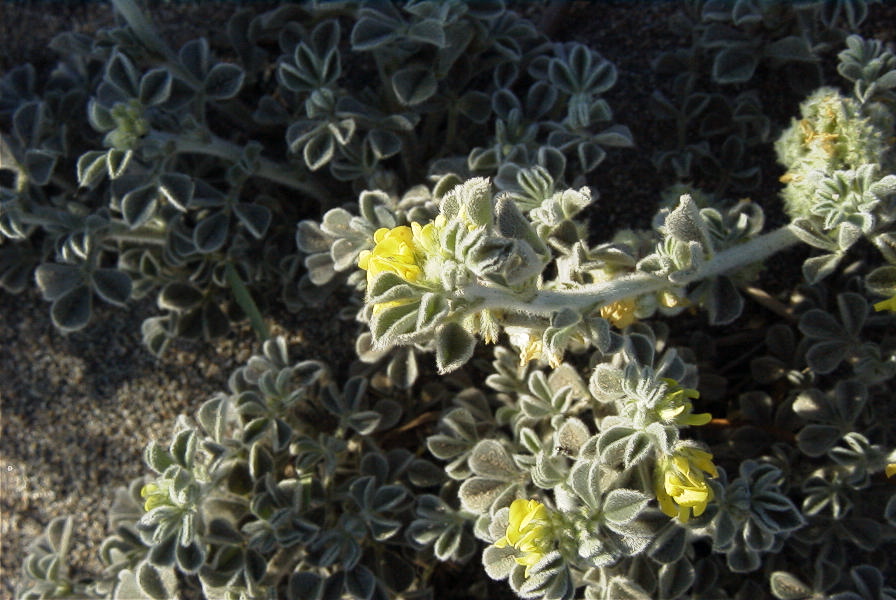 2007-04-03-017-Yellow-unknown