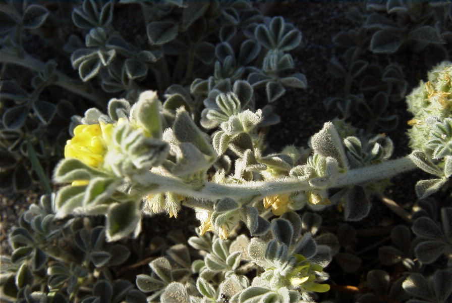 2007-04-03-018-Yellow-unknown