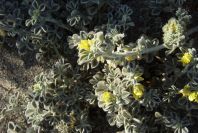 2007-04-03-020-Yellow-unknown