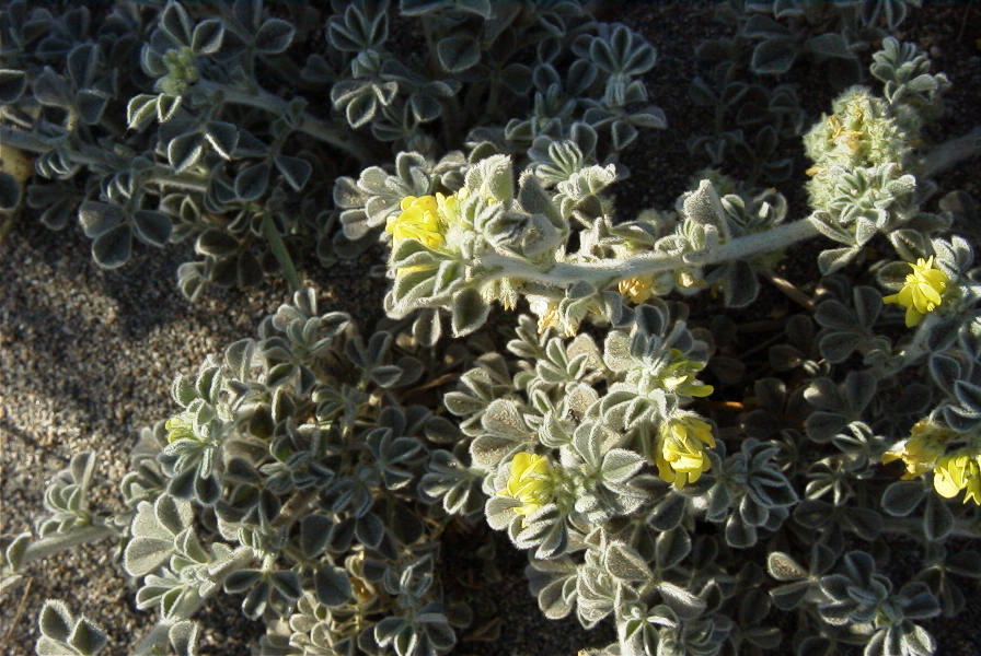 2007-04-03-020-Yellow-unknown